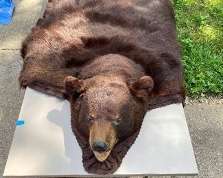 Bear skin rug....