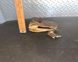Alligator Head with Foot $13.00