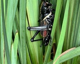 This is not for sale, it's just a picture of a giant freaking grasshopper I found in the back yard and it was in the middle of my pictures so it accidentally got added.  And you know what?  I'm keeping it in, cause if I have to have nightmares about this then so do yall.  