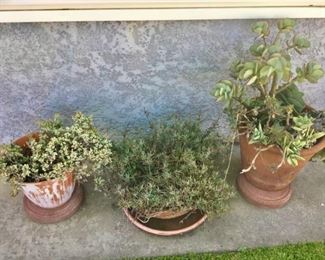 Plants $5 - $8