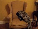 One of a pair of Queen Anne chairs