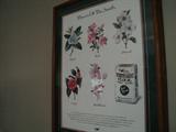 Framed "Flowers of the South" featuring "White Lily" flour!!  Great collector's item!
