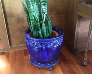 Large blue planter w/plant