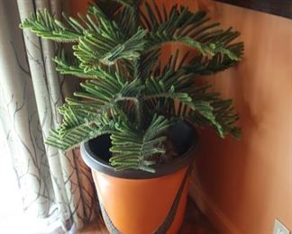 31  large  artificial  plant  