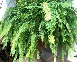 This healthy fern in a very heavy planter is located on the side porch. 