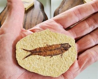 16 Fossil Fish Ulrichs Fossil Gallery Kemmerer WY