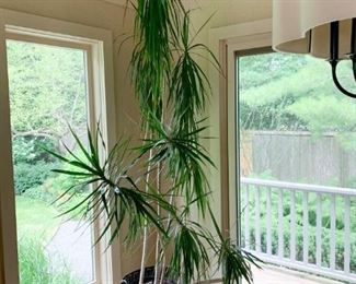 $60 - Live Potted Tropical Plant