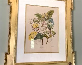 Pair of antique botanical prints 
