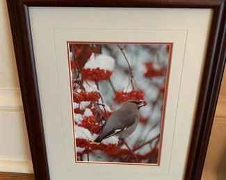  Signed Bird Photo - $25
