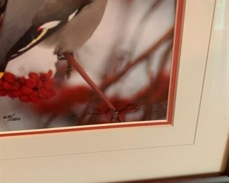 Alternate View - Signed Bird Photo - $25