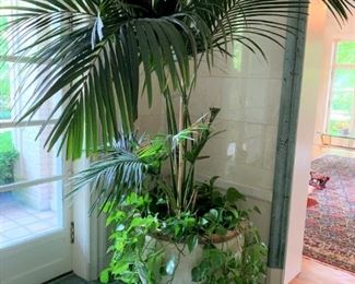 Potted Palm - $100 - Pot 25"H x 29"D, Plant 90"H