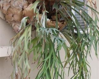 Large Stag Horn plant.