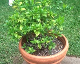 Gardenia plant