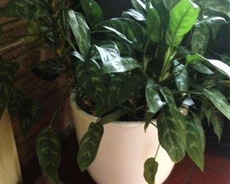 One of several live plants