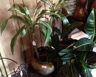 Black candle holder; live plants