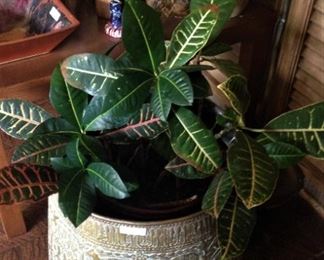 One of several planters and live plants