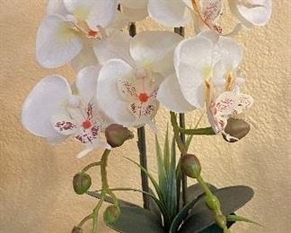 Potted Silk Orchids