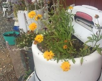 old washing aches-also planted- 