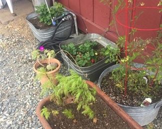 wagons and watering tubs--planted