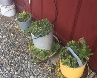 chick feeders and waters filled with succulents