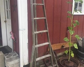 old orchard ladder--great for growing beans