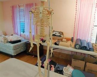 hanging educational skeleton