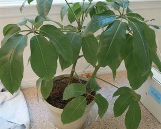 Gorgeous house plant