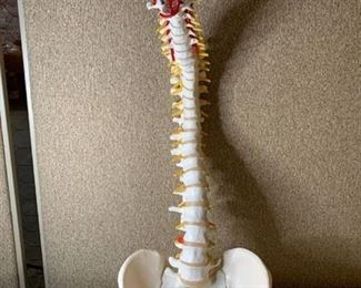 3B Scientific Spine Model