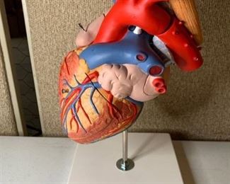3B Scientific Heart Model