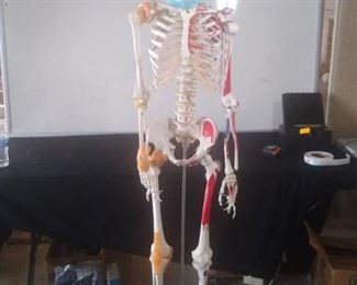 Anatomy Skeleton