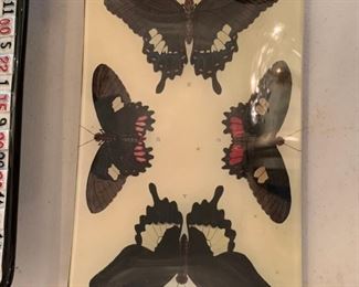 John Derian Decoupage Butterfly plate - $10 - 9"