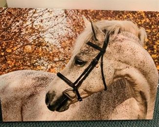 Horse Print - $15 - 24" x 18"