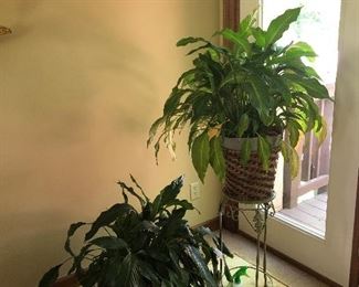 Live plants for sale