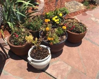 Various Planting Pots