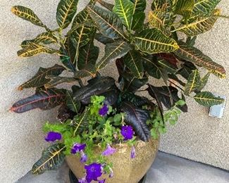Large plants in glazed pot