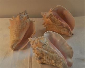 Conch shells, large various conditions, $20-12 each