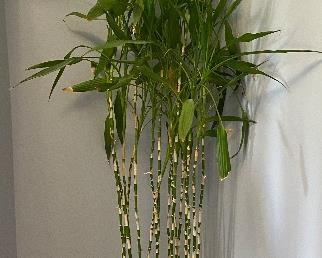 Huge Real Lucky Bamboo