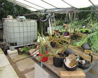 cistern- there's two, plants