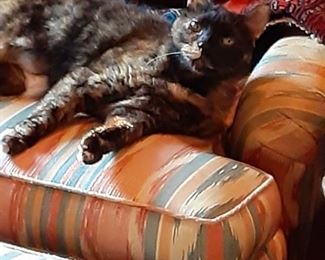 Hello there, my name is Livie and I will be here at the sale to greet you! I maybe showing you around so you can see all of the great things here, or I maybe laying around waiting for you to say hello and love on me. I love estate sales! They are puuurfectly wonderful to get great deals at!
Btw.. Miss Ruby says I am the only one who does not have to wear a mask, so come to have fun, bring lots of cash, packing material and help as this house is unbelievable and worth the drive to come see us!
I look forward to meeting you, until then have a purrrfectly blessed day!