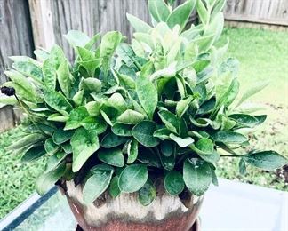 Glazed Pot and plant $20