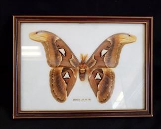 Mounted Attacus Atlas (Atlas moth), 11” w x 8” h - $30
***Please note: California sales tax will be charged on all purchases unless you have a valid California resale certificate on file with us.***