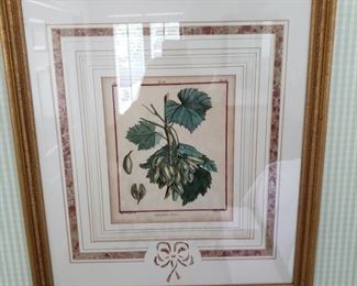 Framed botanical print