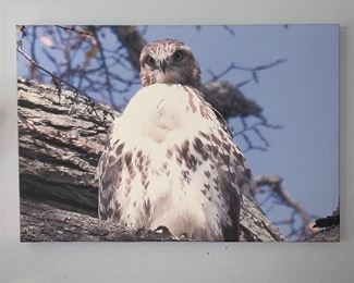 Canvas Art Owl