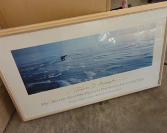 Thomas Mangelsen  BBC/ British Gas 1994 Wildlife photograph of the year 