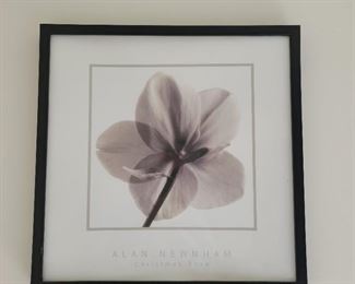 Black and white floral photos...19" square