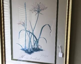 Thalia Lincoln botanical watercolor