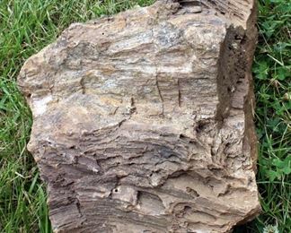 Large Petrified Wood Rock, Approximately 15" x 13"