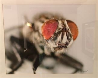 It's fun to be a fly on the wall at Catherine's Estate Sale events.  Insect Macro-photography of a fly by Tucsonan Irving Olsen