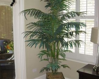 Silk palm
