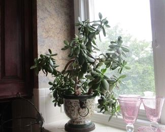 another Jade plant